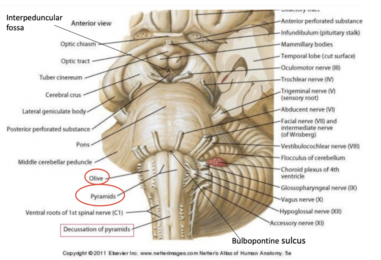 <p>In caudal → rostral direction – starting with medulla oblongata</p><ul><li><p><span>Close to the midline/anterior median fissure, we see two large structures called the pyramids of the medulla oblongata</span></p></li><li><p><span>These 2 elevations correspond to the corticospinal tract –&nbsp;</span></p><ul><li><p><span>all fibers coming from the cortex will come down to the medulla oblongata &amp; are collected together to form the medullary pyramids</span></p></li></ul></li><li><p><span>Caudally, there is a decussation of pyramids – meeting together&nbsp;</span></p><ul><li><p><span>This is where 90% of the fibres of the pyramidal tract will cross on the other side - the fibres of the lateral corticospinal tract become contralateral.</span></p></li><li><p><span>At the limit between the brainstem and spinal cord,</span></p></li></ul></li><li><p><span>On right &amp; left of pyramids – large ovoidal structure – </span><strong><span>olive</span></strong><span>&nbsp;</span></p><ul><li><p><span>Correspond to a very important nuclear complex of the medulla oblongata – </span><u><span>inferior olivary nucleus/complex,</span></u><span> that give rise to the olive</span></p></li><li><p><span>Passageway anteriorly to the olive is marked by a groove that is a continuation of the anterolateral groove&nbsp;</span></p></li></ul></li><li><p><span>Upper portion of medulla oblongata is marked by the bulbopontine sulcus – marks the passageway between the medulla oblongata &amp; the pons&nbsp;</span></p></li></ul>