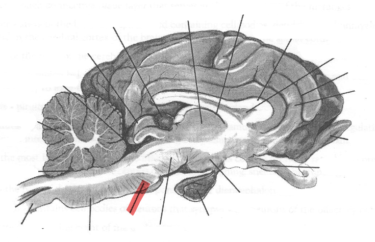 <p>Identify highlighted arrow</p>