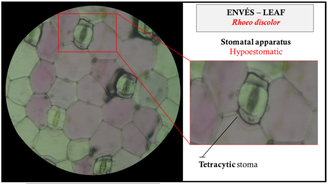 <p>Bangka-bangkaan leaf cells</p>