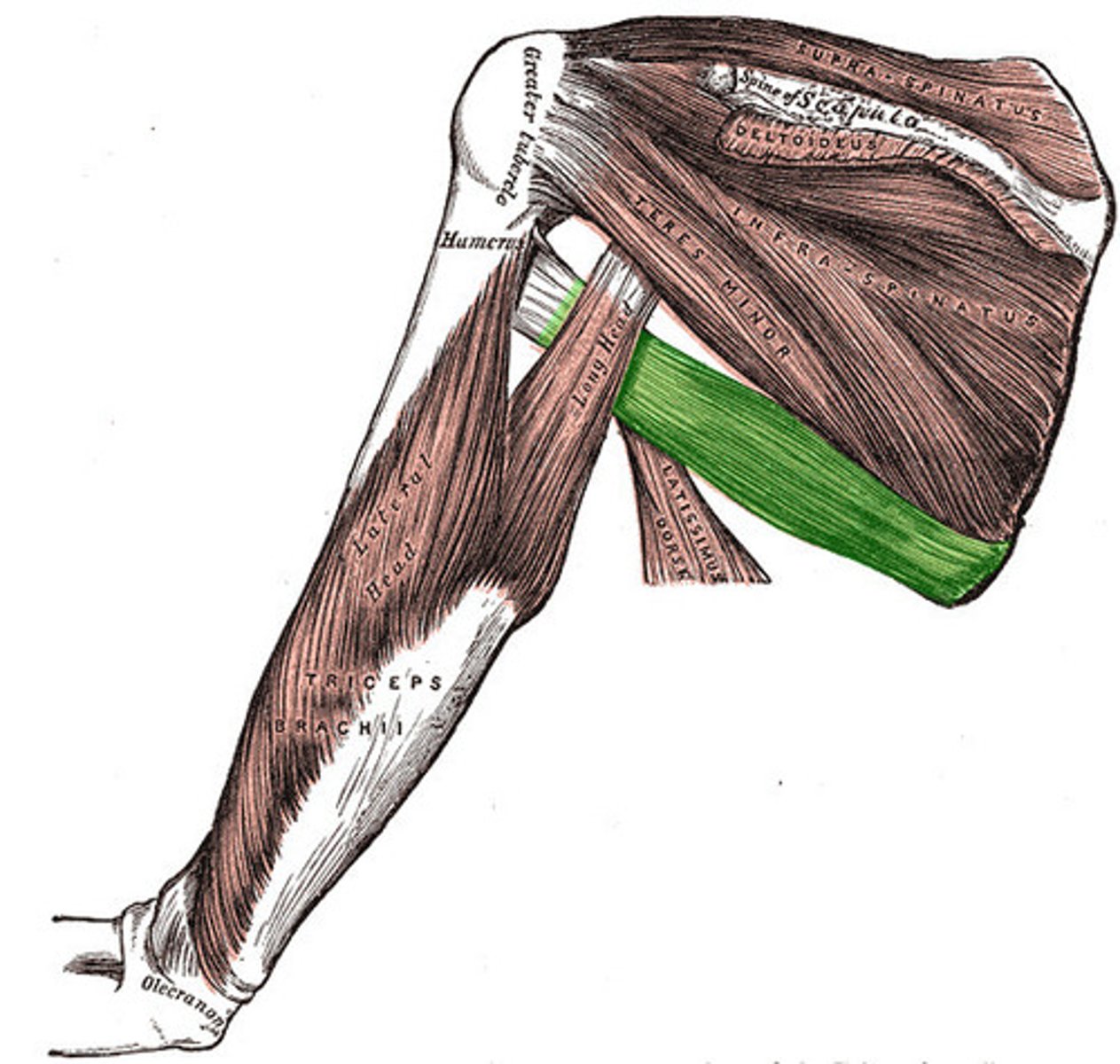 <p>flat, thin muscle directly beneath and obscured by pectoralis major</p><p>o: inferior angle of scapula</p><p>i: medial lip of intertubercular sulcus of humerus</p><p>a: EXTENDS, MEDIALLY ROTATES and ADDUCTS HUMERUS</p>