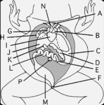 <p>Where does the Eustachian tube lead and What is the purpose?</p>