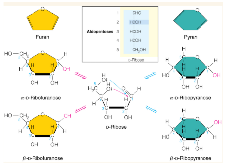 <p>the process where cyclic sugars, like glucose, change their optical rotation as their anomeric forms alpha  and beta  interconvert in solution until they reach an equilibrium mixture. This occurs because the cyclic form can open into a straight-chain form and then re-close into either the alpha or beta cyclic structure</p>