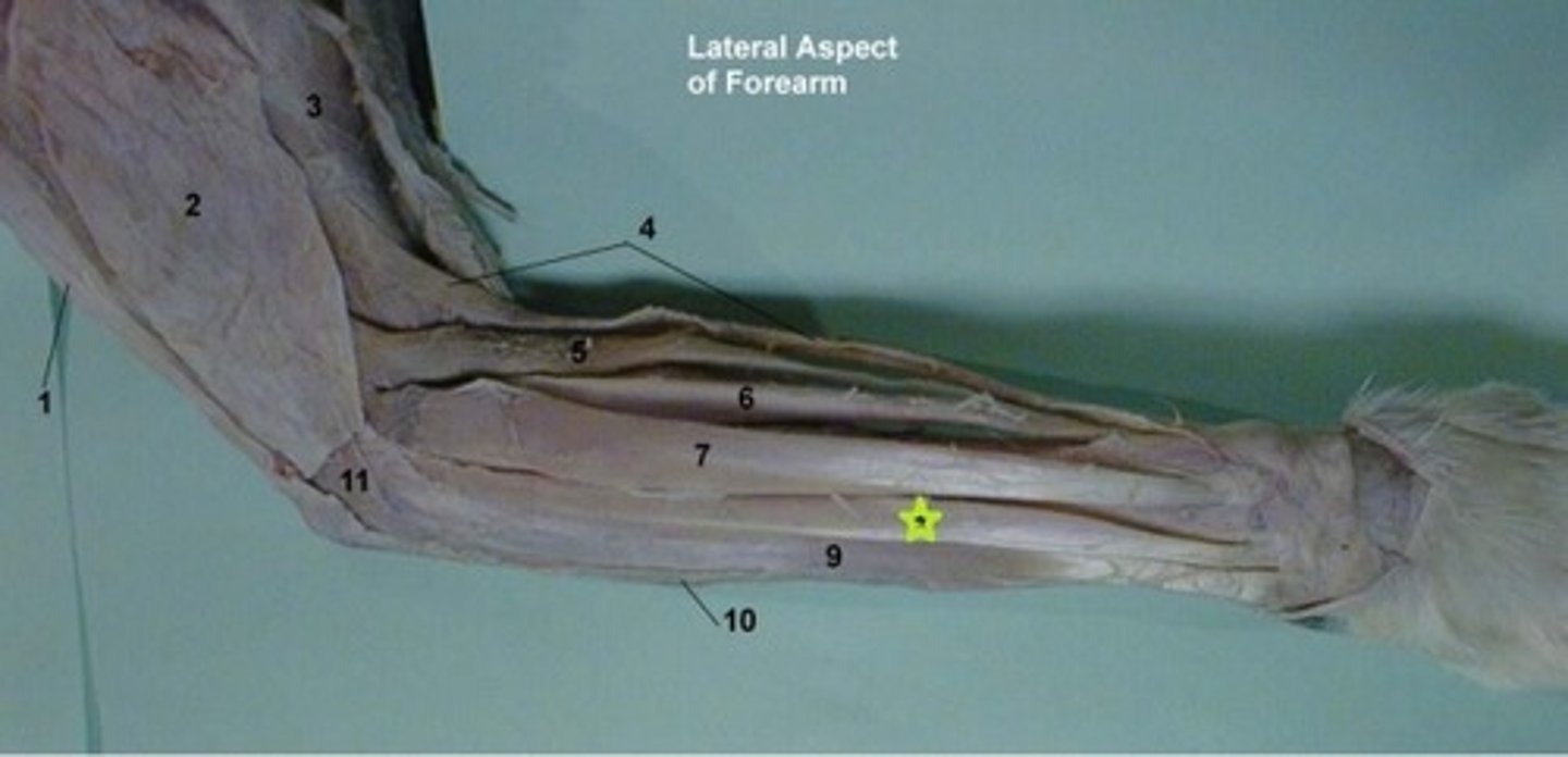 <p>Origin: lateral supracondylar ridge of humerus</p><p>Insertion: digits</p><p>Action: extends digits</p>