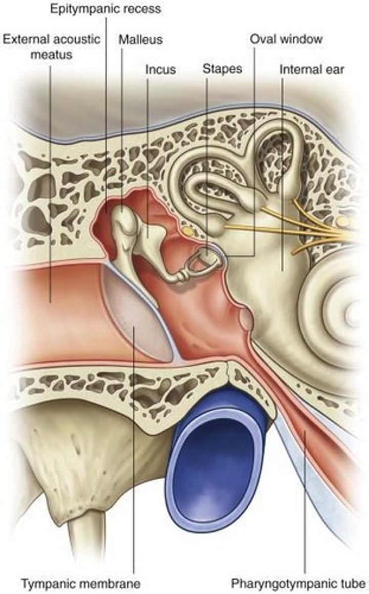 <p>Malleus, incus, stapes amplify sound waves.</p>