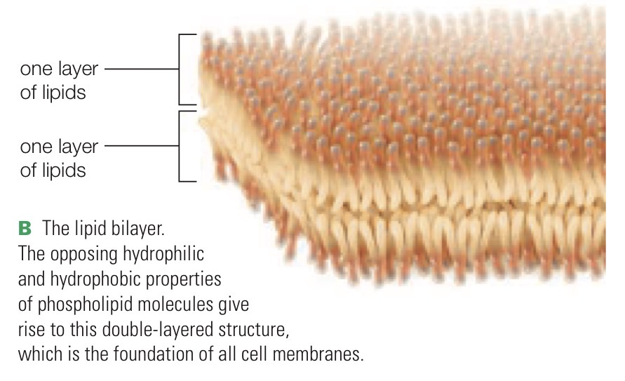 <p>Formed by phospholipids; double layer of lipids arranged tail-to-tail and structural foundation of cell membranes</p>