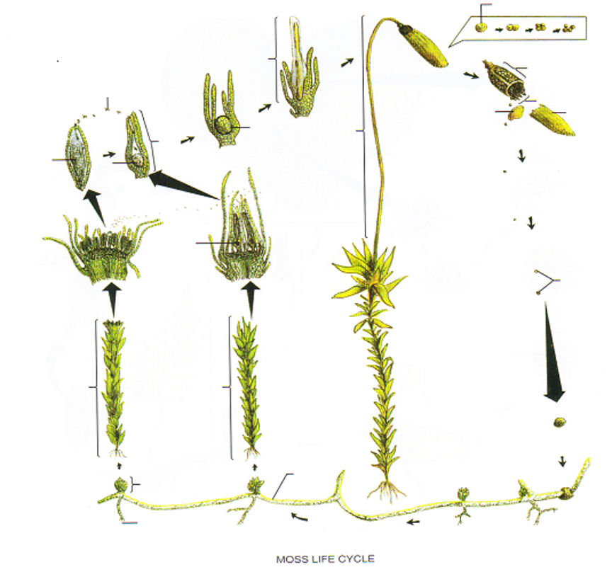 Page 157 diagram of a moss's life cycle