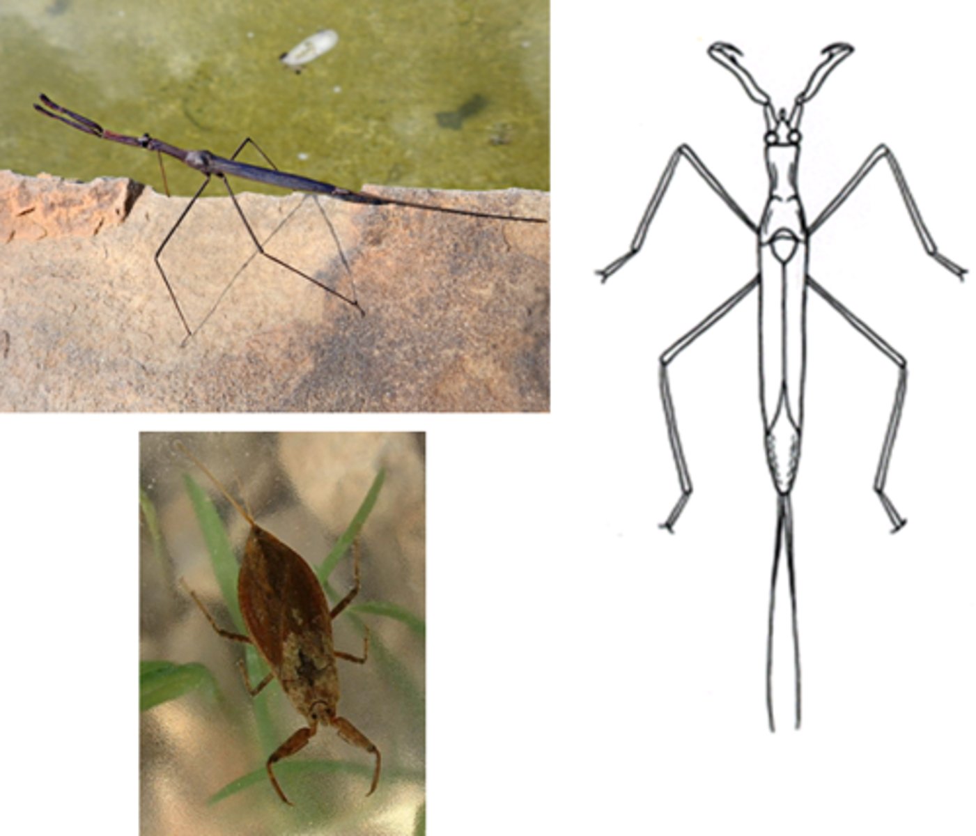 <p>Water scorpions</p>