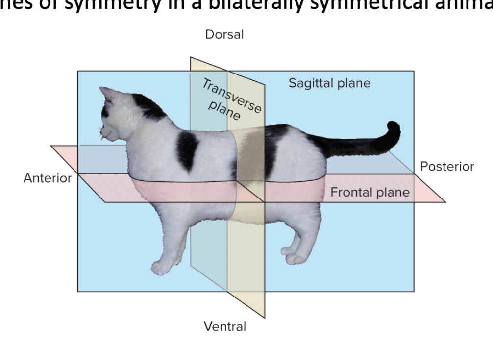 <p>planes of symmetry </p>