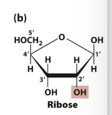 <p>exposed -OH is a target for biochemical reactions, so RNA is less stable than DNA because of this</p>