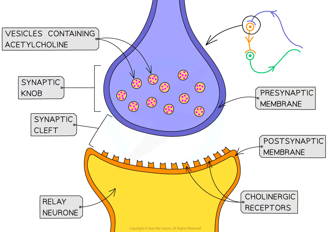 <p>Gap between the neurones is known as the synaptic cleft</p><p>presynaptic neurone has a rounded end known as the synaptic knob</p><p>Nerve impulses are passed across the synaptic cleft by the<strong> diffusion of chemicals</strong> known as <strong>neurotransmitters</strong> e.g. acetylcholine</p><p>Neurotransmitters are contained within <strong><span style="color: var(--bs-link-color)">vesicles</span></strong> in the synaptic knob</p><p></p>