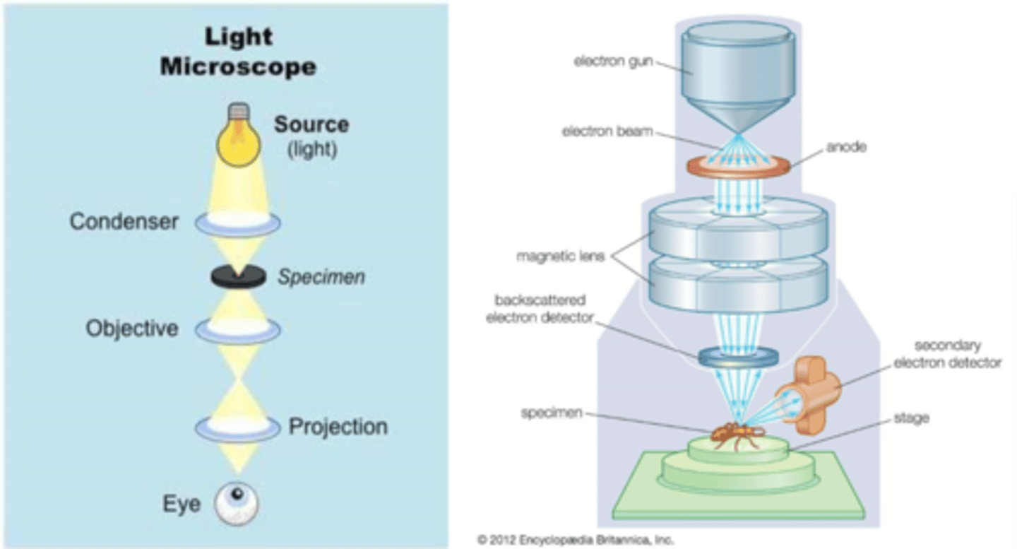 <p>SEM: magnetic lens as a condenser to focus the electrons through the detector onto the ______________</p>