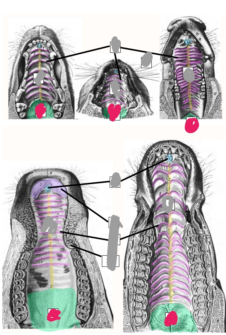 knowt flashcard image