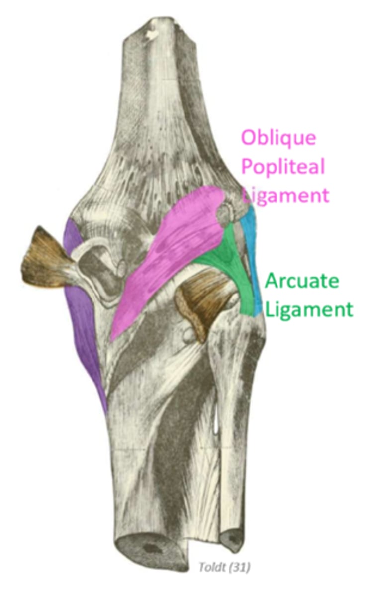 <p>connects head of fibula to intercondylar area of femur; arches over popliteal muscle</p><p>provides posterior reinforcement to resist hyperextension</p>
