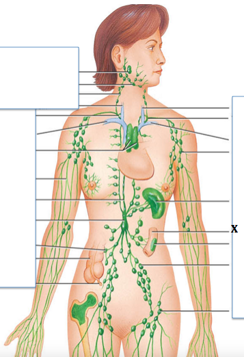 <p>Identify the structure labeled with "<strong>X</strong>"</p>
