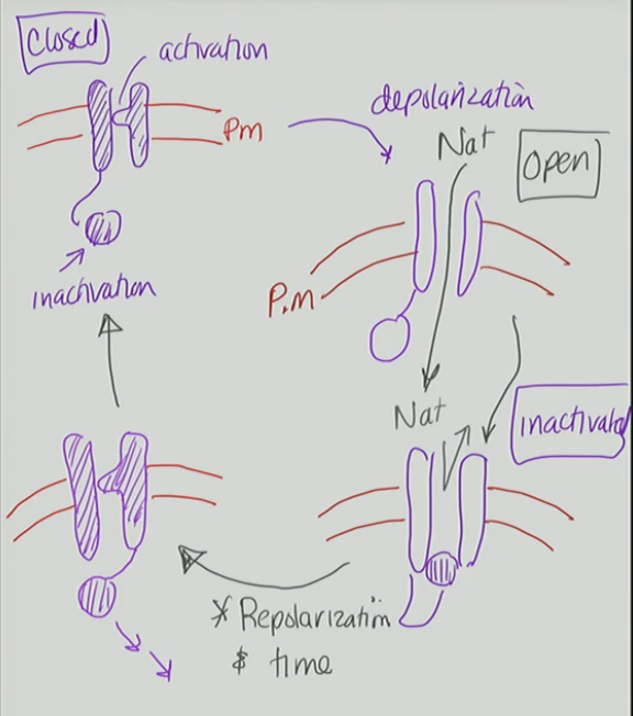 <p><span>The&nbsp;</span><strong>inactivation gate</strong><span>&nbsp;slowly&nbsp;</span><strong>leaves the channel pore</strong><span>&nbsp;as the membrane&nbsp;</span><strong>repolarizes</strong><span>&nbsp;and returns to the&nbsp;</span><strong>resting potential</strong><span>.</span><br><span>At this point, the&nbsp;</span><strong>activation gate is closed</strong><span>, and the&nbsp;</span><strong>inactivation gate is no longer blocking the pore</strong><span>&nbsp;— this puts the channel back into its&nbsp;</span><strong>"closed but ready to open"</strong><span>&nbsp;state.</span></p>