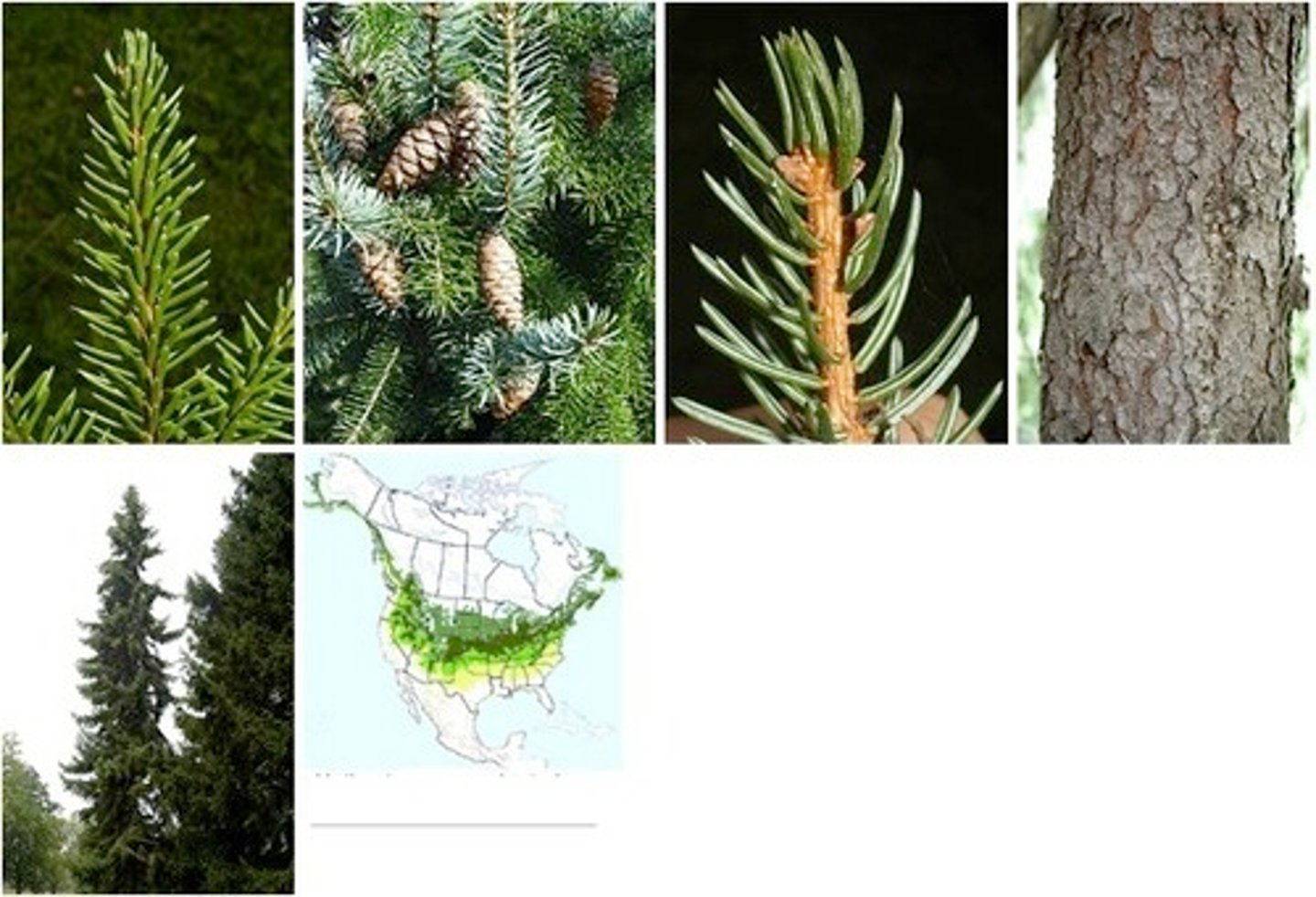 <p>Serbian spruce</p>
