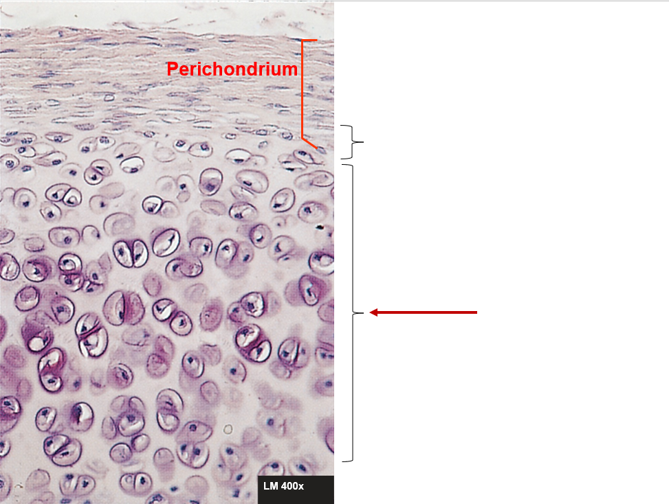 <ul><li><p><strong>Location -</strong> within the tissue</p></li><li><p><strong>Growth - </strong>chondrocytes within the tissue divide. Add more matrix between the cells</p></li></ul><p></p>