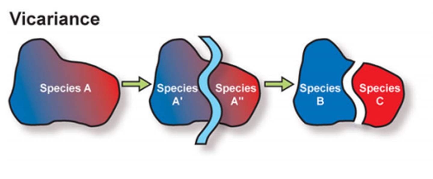 <p>vicariance</p><p>(Note: can induce allopatric speciation)</p>