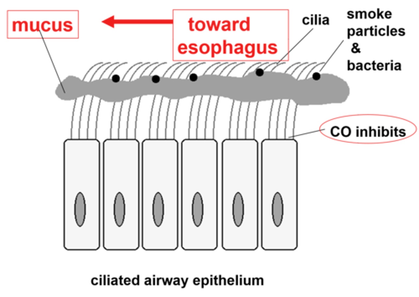 <p>The upward movement of mucus in the lungs caused by the coordinated movement of cilia.</p>