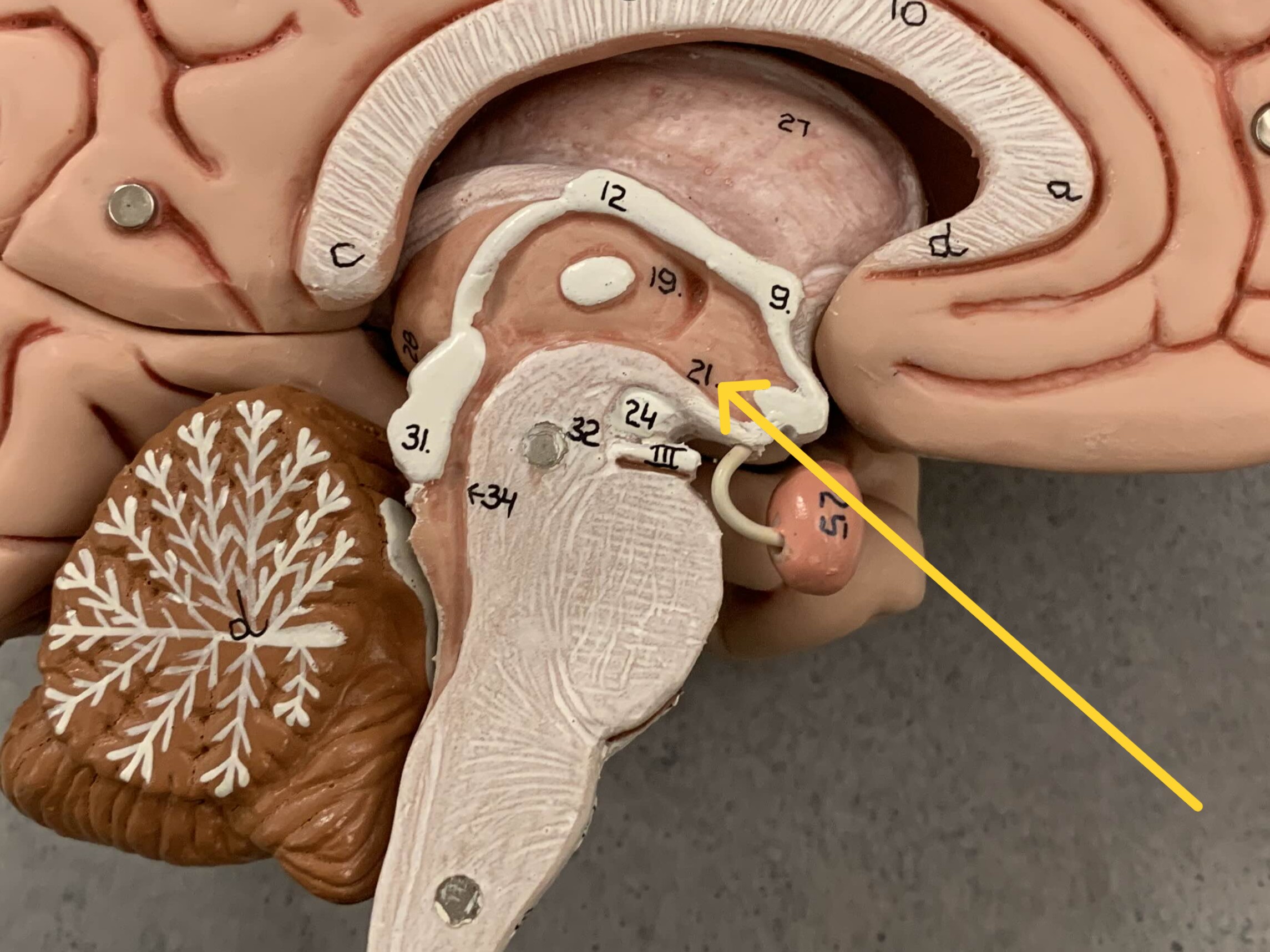 <p>Which part of the brain:</p><ul><li><p>Inferior to thalamus</p></li><li><p>Superior to pituitary gland</p></li></ul><p></p>