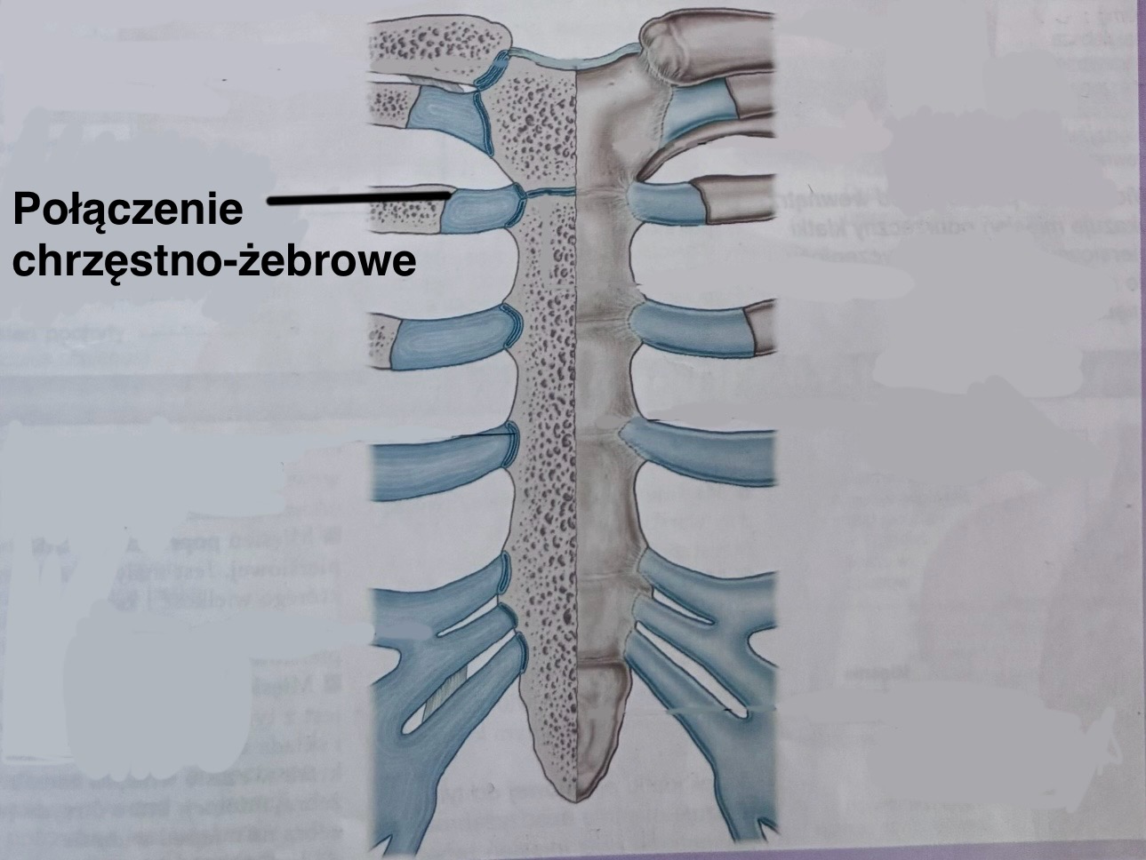 <p>Połączenie chrzęstno-żebrowe</p><p>(opis, bez tłumaczenia)</p>