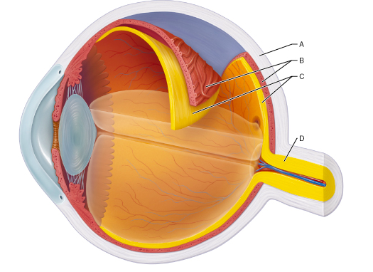 Identify the layer that contains both a single-celled pigmented layer and a neural layer.
