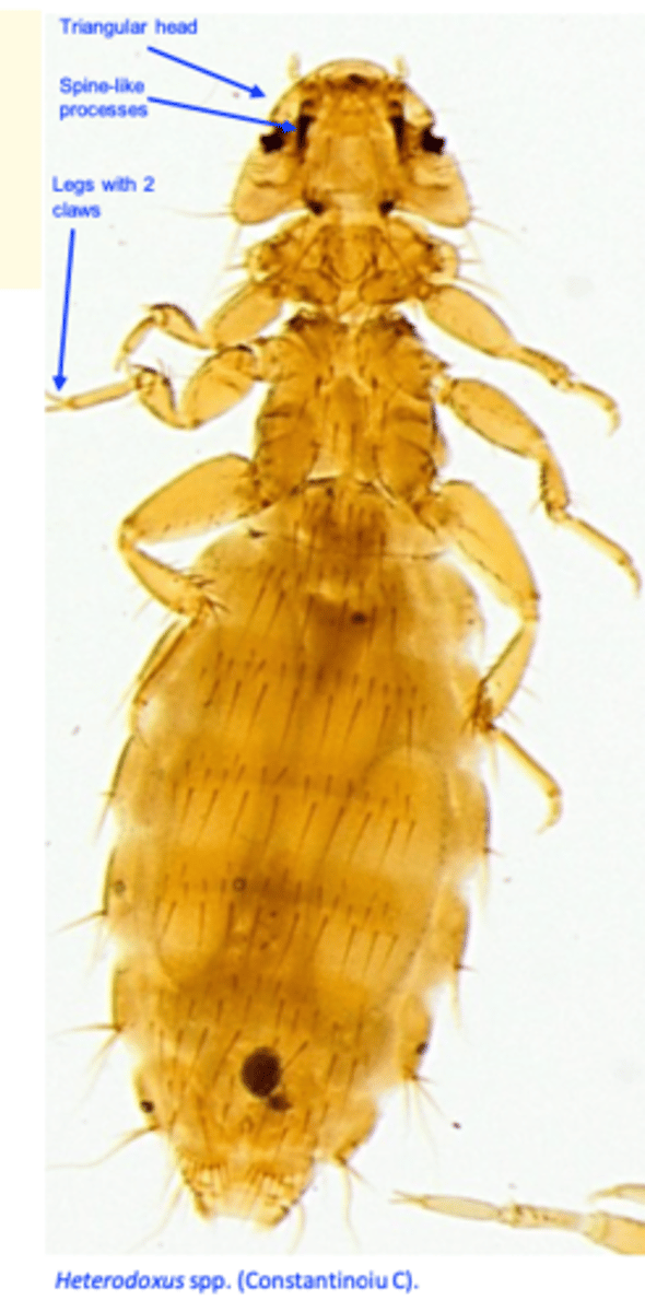 <p>Morphology</p><p>Yellowish, about 3 mm long;</p><p>Head:</p><p>Triangular, rounded forehead;</p><p>Provided with is a pair of strong, ventral, spine-like</p><p>processes;</p><p>Antennae not visible;</p><p>Legs: provided with 2 claws;</p><p>Feeding: seems to prefer blood.</p>