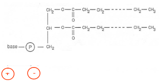 <p>bouw:</p><ul><li><p>glycerol-ruggegraat</p></li><li><p>2 vetzuurstaarten (apolair, hydrofoob)</p></li><li><p>fosfaatgroep + kopgroep (polair, vaak geladen)</p><ul><li><p>fosfaat: zuurstofgroep die protonen kunnen afstaan = negatief geladenbij oplossen water</p></li><li><p>kopgroep: meestal alcohol met basische stikstof: proton opnemen = positieve lading</p></li></ul></li><li><p>amfipatisch molecule</p></li></ul><p></p>