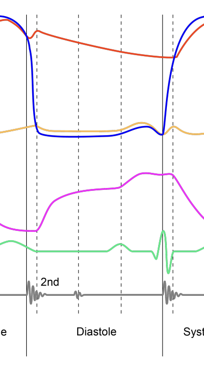 <p>because the atrial pressure behind the L AV valve is higher behind than in front and the blood flows from the atria to the ventricle</p><p>so the ventricular volume during the diastole stage goes up </p>