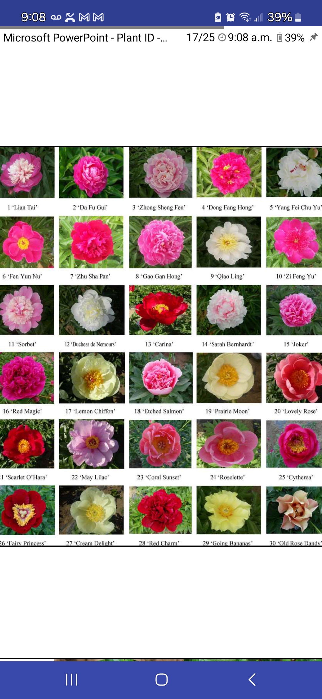 <p>Paeonia lactiflora, Paeoniaceae</p>
