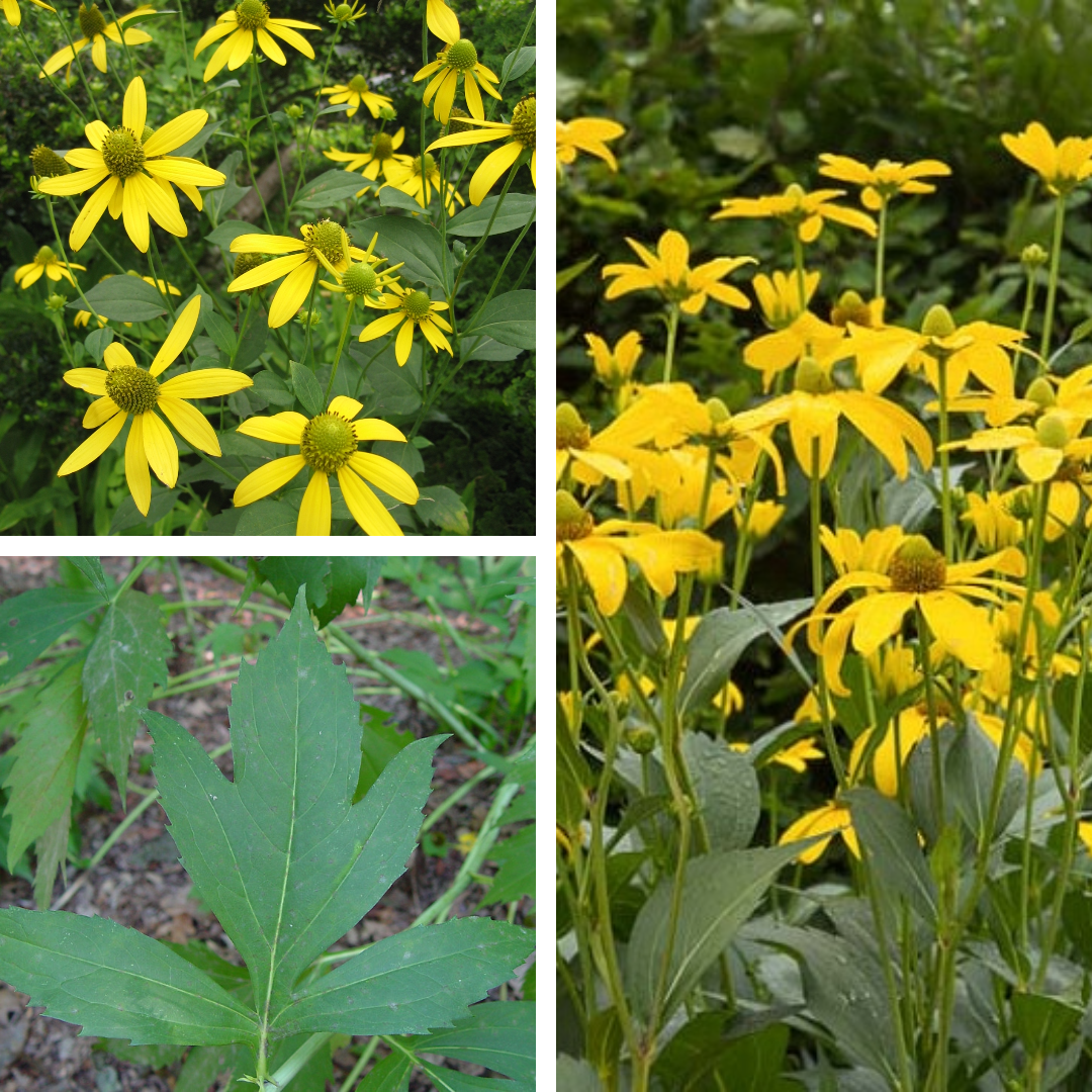 Cut-Leaved coneflower:

Droopy rays, light brown/green/yellow disk florets. Leaves are deeply lobed at base with small lobes at top \~5 total lobes