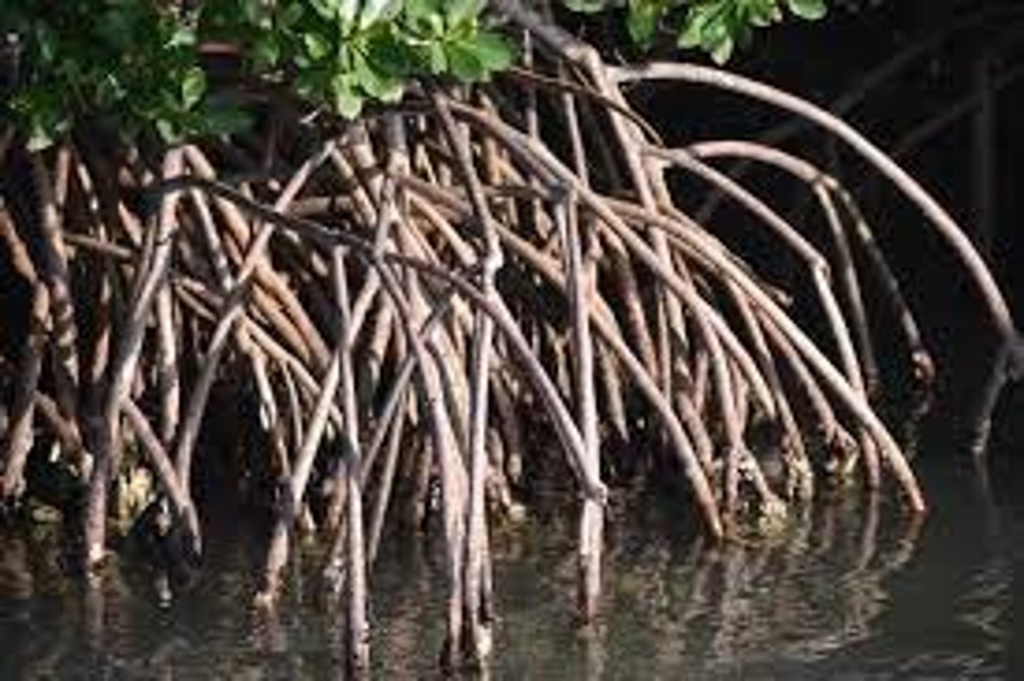 <p>Stilt roots: Aerial roots of red mangroves<br>Prop roots: High on trunk<br>Drop roots: Underside of branches<br>Lenticles: Scar-like openings on root surface<br>Connect aerenchyme to atmosphere</p>