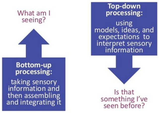 <p>Information processing is guided by higher-level mental processing. Our brain uses prior knowledge, expectations, and context to interpret sensory data </p>
