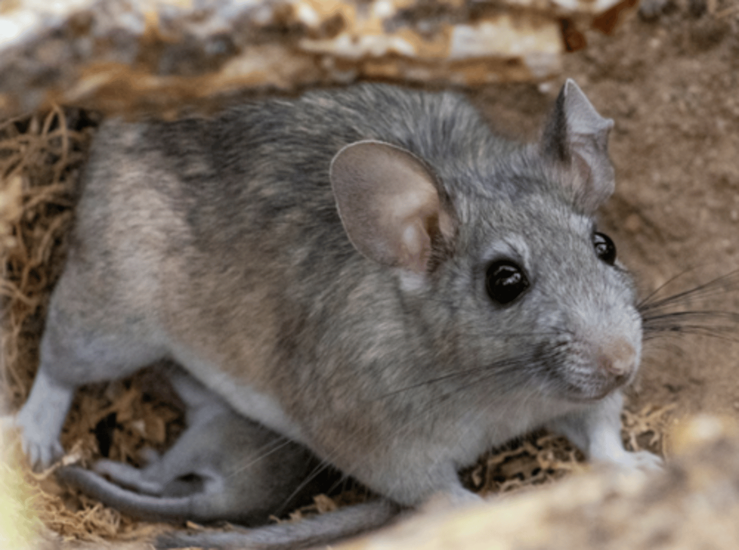 <p>Name, habitat, range</p>