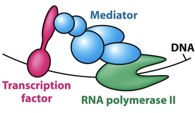 <p>TF AD generally recruit other proteins that promote transcription. They interact directly with Pol II or with closely associated proteins through intermediary proteins (mediators).</p>