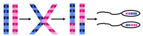 <p>The alleles of genes A, B and C will be inherited independently of the alleles in gene D and E. Notice that the chromosome of each gamete has a different combination of alleles. </p><p></p>