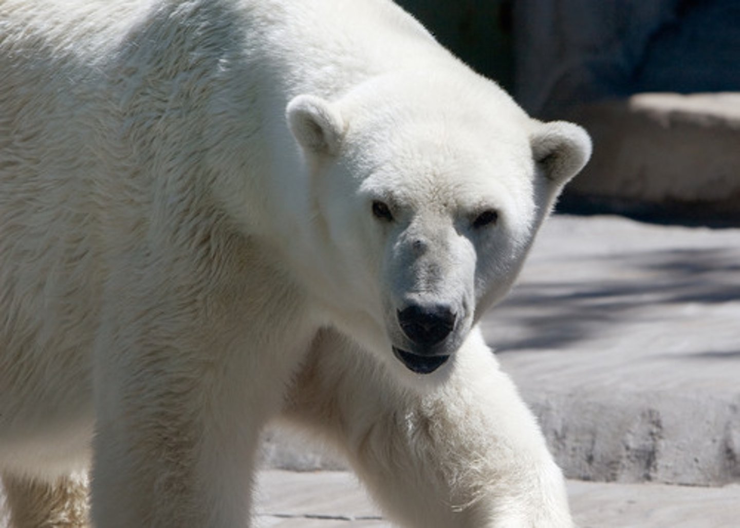 <p>un ours blanc</p>
