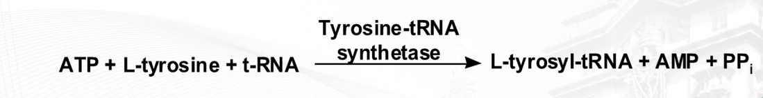 <p>Enzymes that bind two molecules together with energy expenditure</p><p></p>