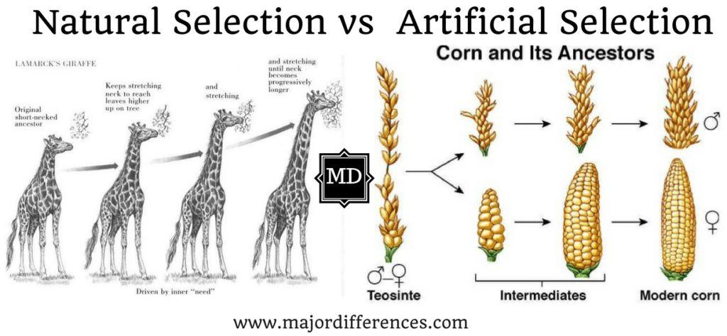 <p>the selection by humans, plants, and animals breeders of individuals with certain desirable traits</p><p></p>