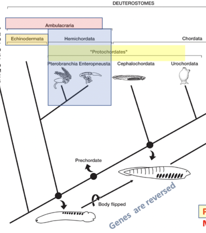 <ul><li><p>deuterostome→ _______ → <strong>echinodermata</strong> + <strong>hemichordata </strong></p></li><li><p>sister to chordata </p></li><li><p>sea stars + hemichordates </p></li></ul><p></p>