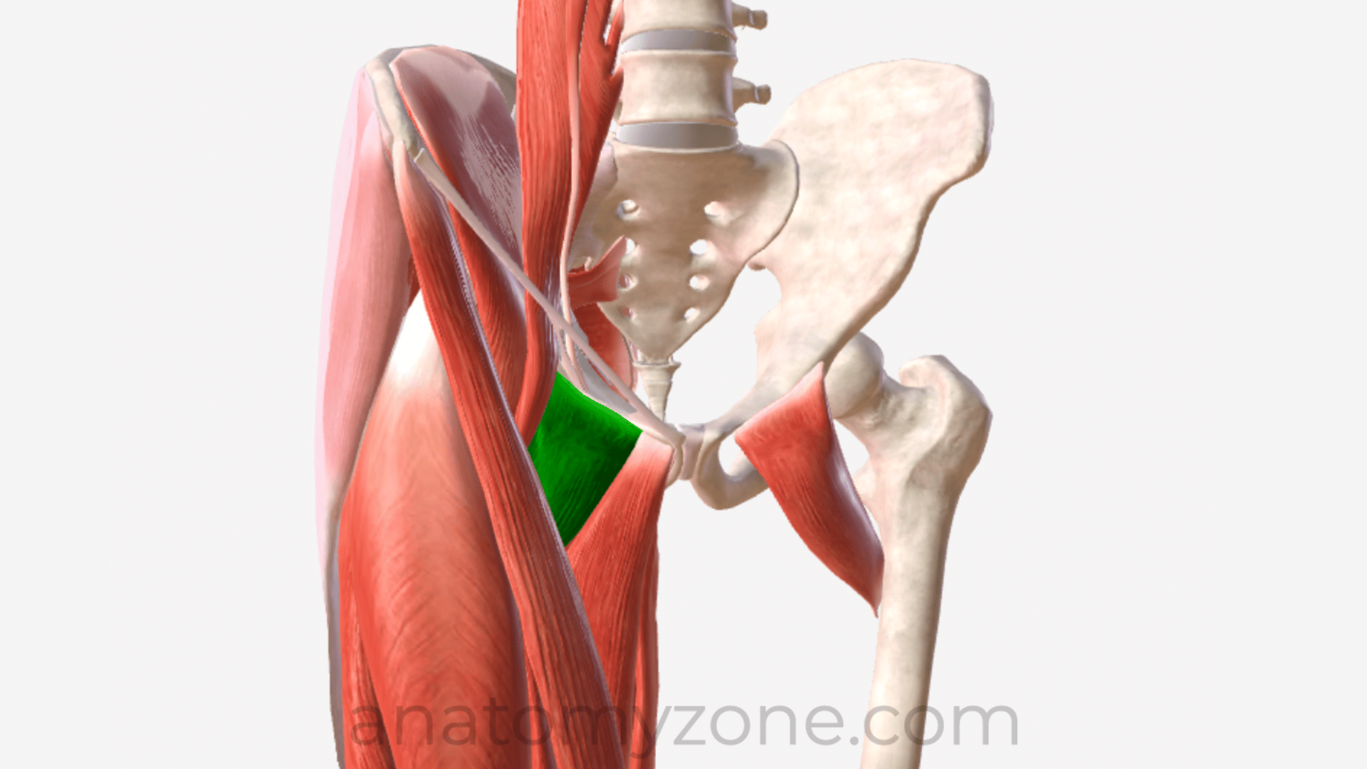 <p>A muscle that adducts and flexes the thigh, situated near the groin area.</p>