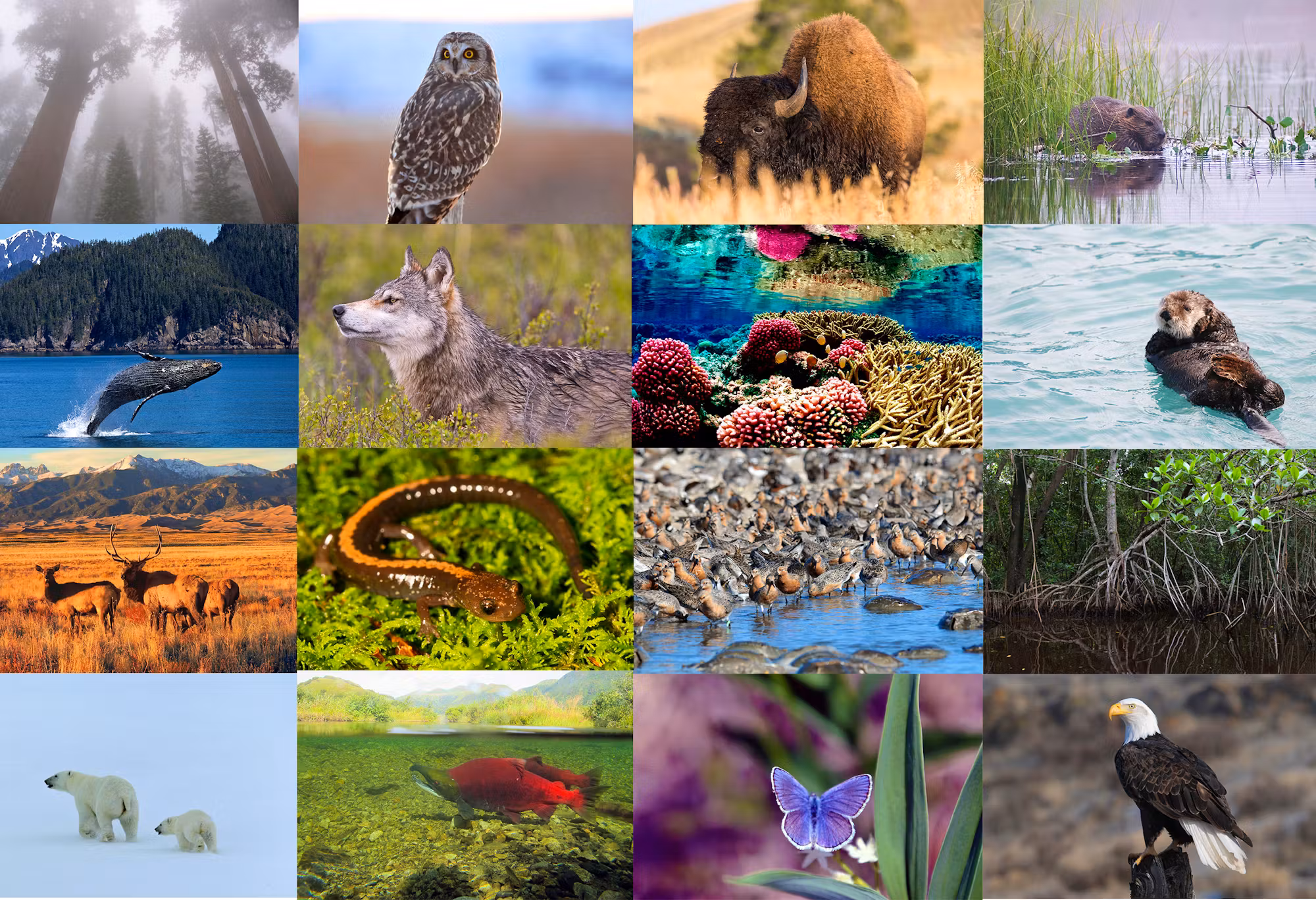 <p>Different forms of life living in an ecosystem.</p>