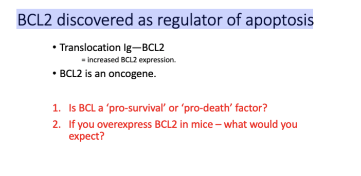 <p>BCL2 - regulator of apoptosis, pro survival = ↑ tumor</p>
