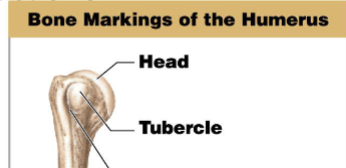 <p>A small rounded projection.</p>