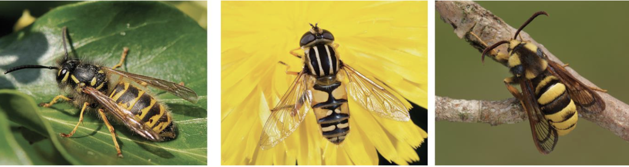 <p><span style="background-color: transparent;"><span>When palatable species evolve warning coloration that resembles unpalatable species</span></span></p><ul><li><p><span style="background-color: transparent;"><span>Not really toxic</span></span></p></li><li><p><span style="background-color: transparent;"><span>Ex. Wasp (toxic), Fly (not toxic), Moth (not toxic)</span></span></p></li></ul><p></p>