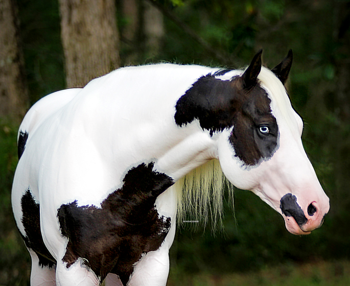 <p>What breed (pattern) is this horse?</p>