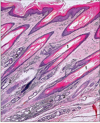 <p>name of histologic slide:</p><p>Specie:</p><p>Parts</p><p>1.__ 2.__ 3.__</p><p>Stain used:</p>