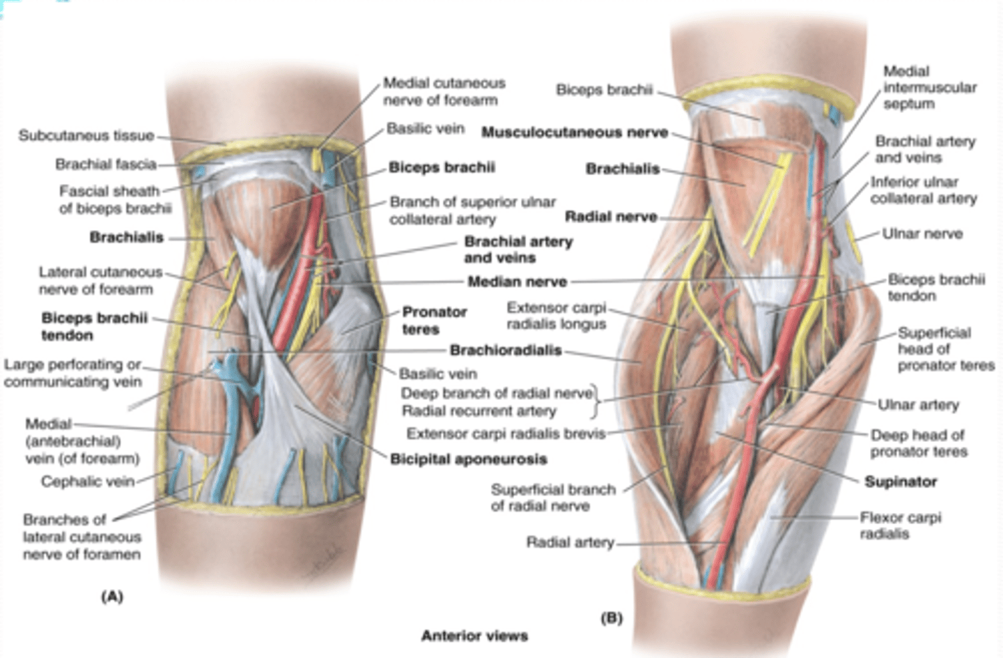 <p>-Superior</p><p>-Medial</p><p>-Lateral</p><p>-Floor</p><p>-Roof</p>