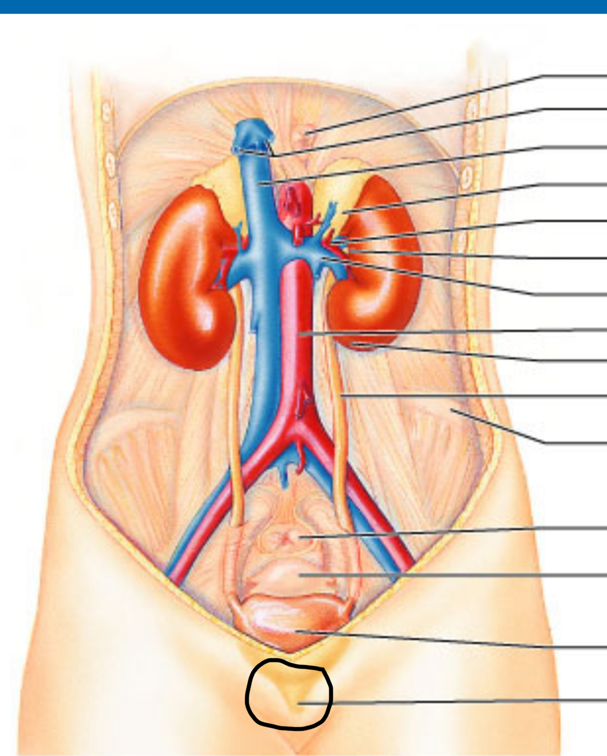 <p>Urethra </p>