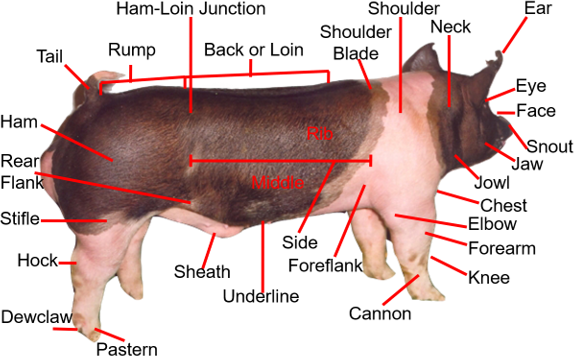 pig external anatomy
